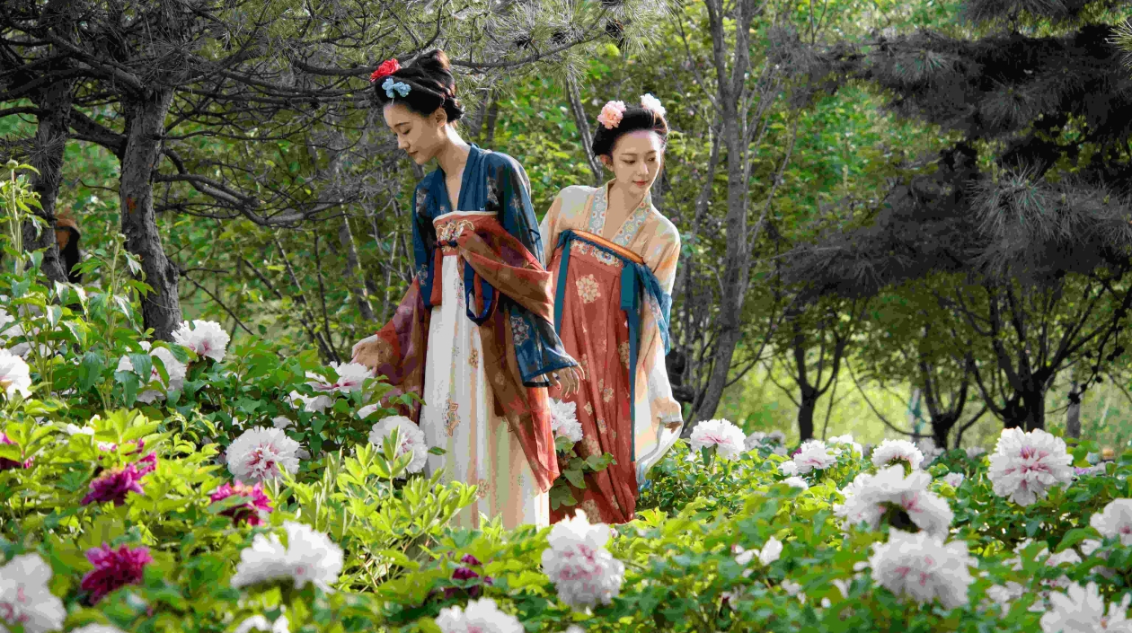 北京朝陽(yáng)太陽(yáng)宮天姿牡丹節(jié)啟幕 花期持續(xù)至5月5日