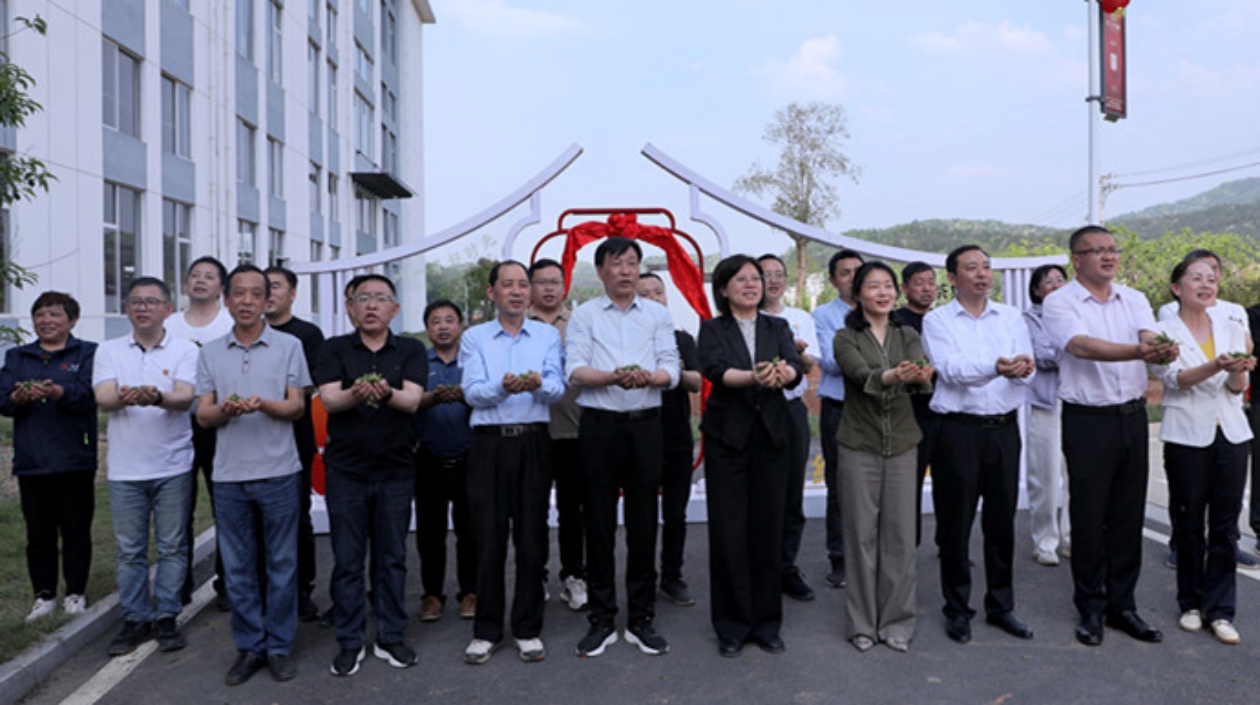 「太空茶籽」破土發(fā)芽 祁門紅茶未來可期