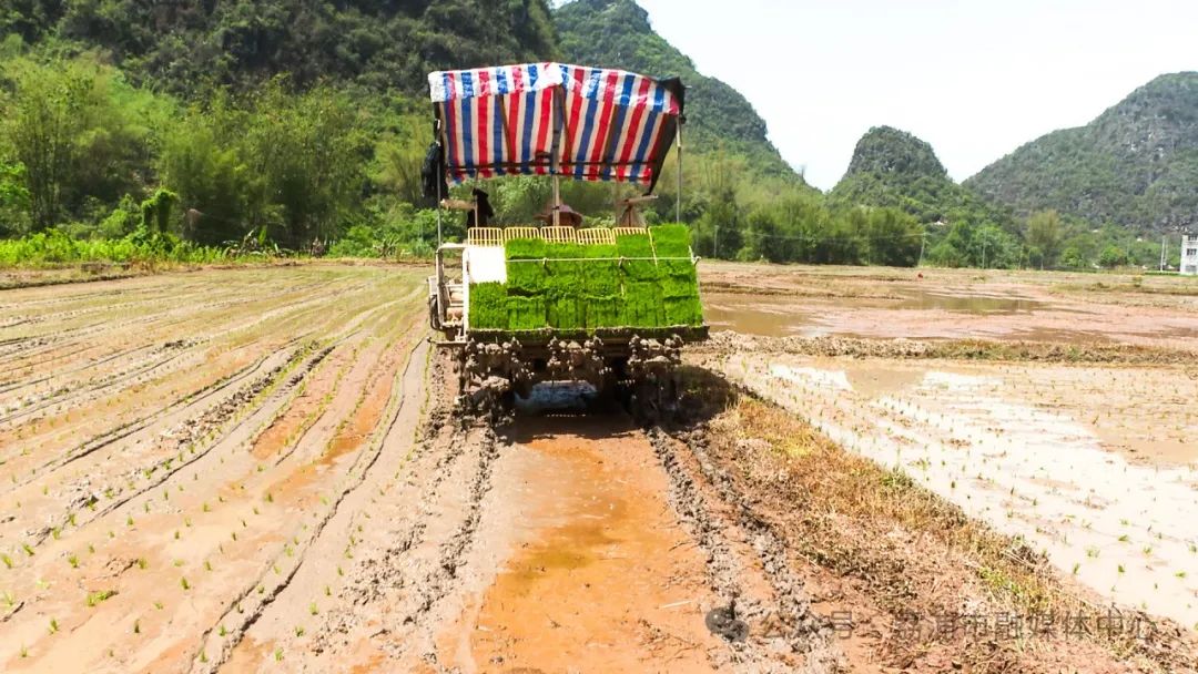 廣西全力抗旱保春耕 多措並舉穩(wěn)糧食生產