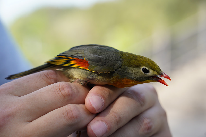 「養(yǎng)畫(huà)眉屬於違法」 皖屯溪開(kāi)展野生動(dòng)物保護(hù)專項(xiàng)行動(dòng)