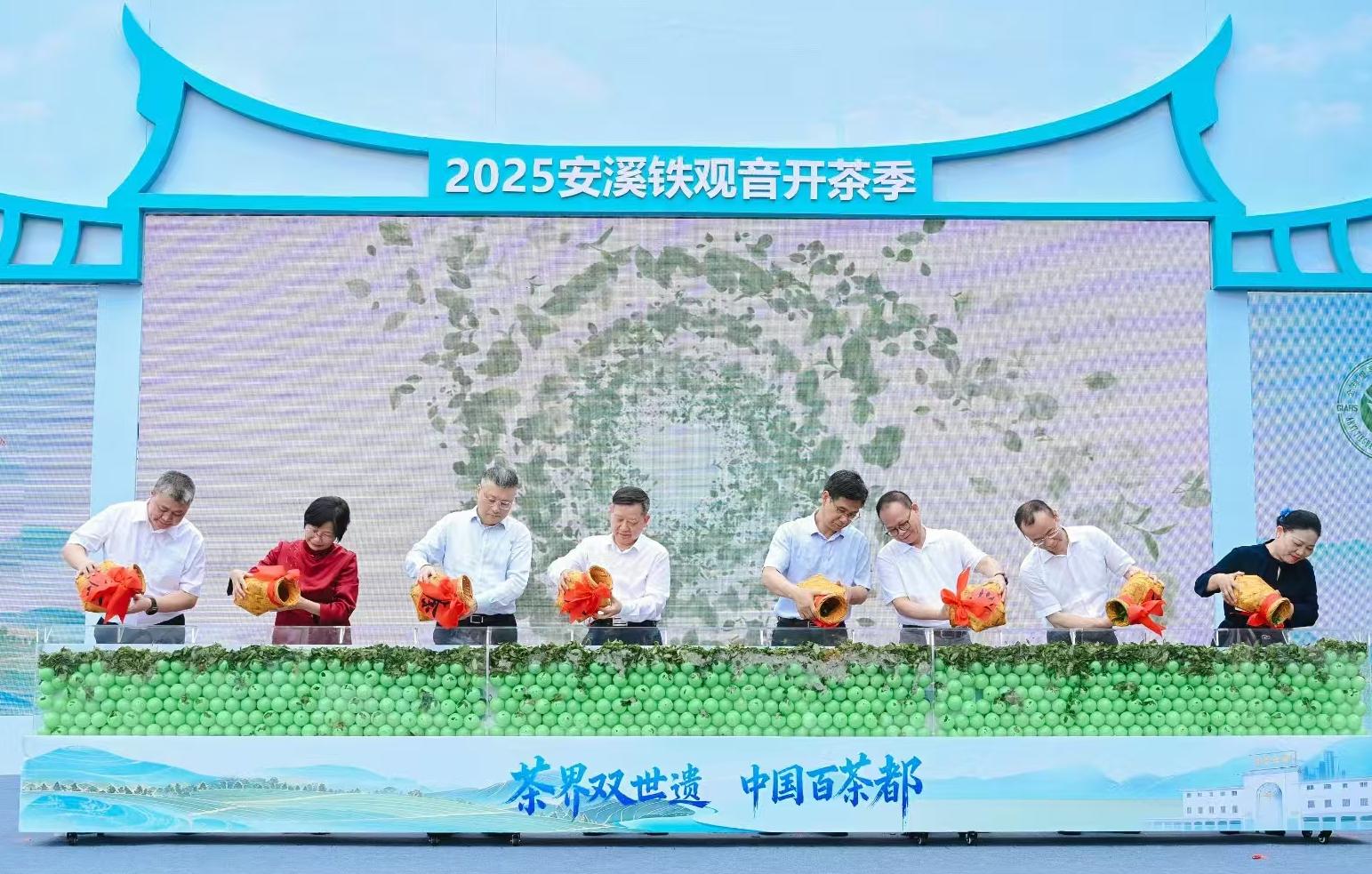 穀雨時(shí)節(jié) 福建安溪迎來「開茶季」