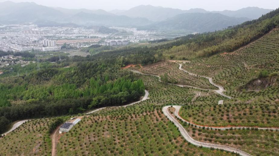 立足生態(tài)優(yōu)勢巧做「綠色文章」 皖黃山區(qū)香榧產(chǎn)業(yè)「點綠成金」