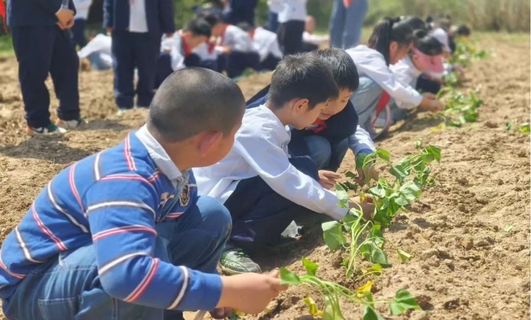 體驗農(nóng)耕文化共享豐收喜悅 皖屯溪奕棋農(nóng)場成研學(xué)樂園