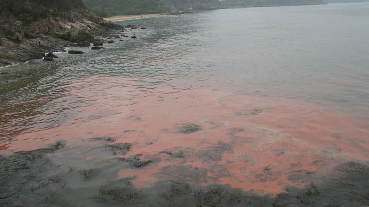 馬灣東灣泳灘疑現(xiàn)紅潮 已懸掛紅旗