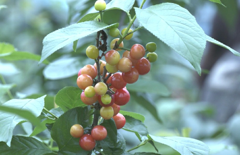 皖歙縣：櫻桃成熟季  採摘正當(dāng)時(shí)