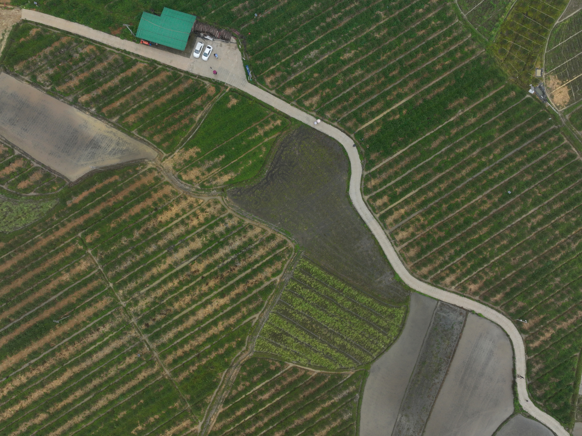 「數(shù)據(jù)種桔」全鏈發(fā)展　融安金桔品牌價(jià)值突破59億