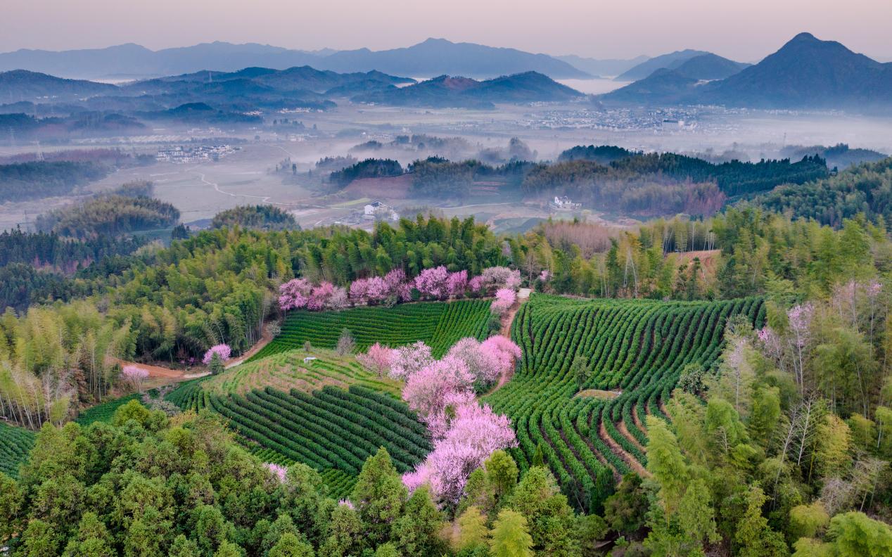 皖黃山區(qū)躋身「全國(guó)十大綠茶重點(diǎn)產(chǎn)區(qū)」