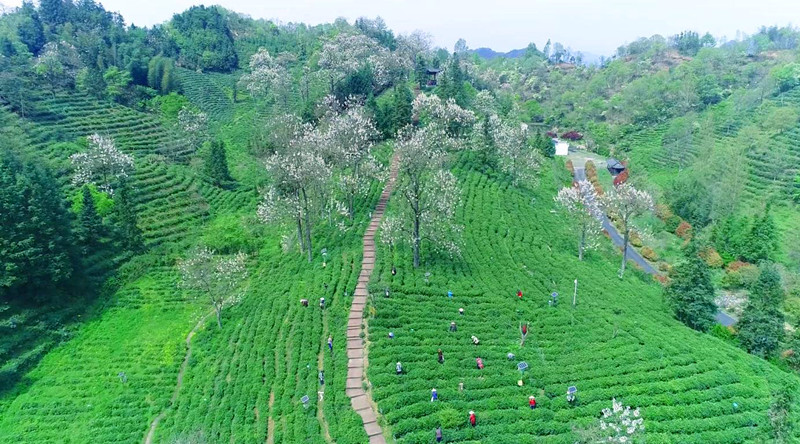 問需於企量身定貸  皖祁門縣金融服務(wù)助力茶企提升硬實(shí)力