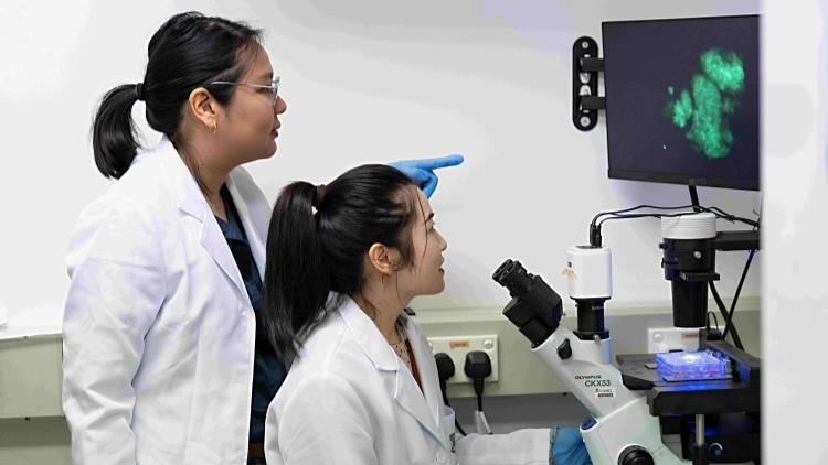 港大醫(yī)學(xué)院復(fù)活7億年前基因生成幹細(xì)胞