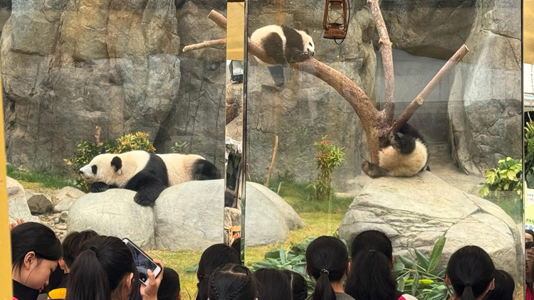 「熊貓保育聯(lián)萌」今日舉行 近千名基層學(xué)生探訪熊貓寶寶
