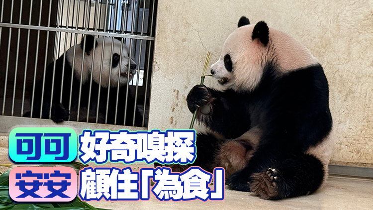 有片 | 大熊貓安安和可可在港度過首個(gè)繁殖季節(jié) 隔閘初次「互相了解」未安排交配