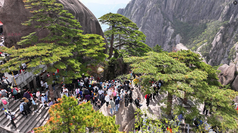 黃山風(fēng)景區(qū)：山花盛放  活動多彩