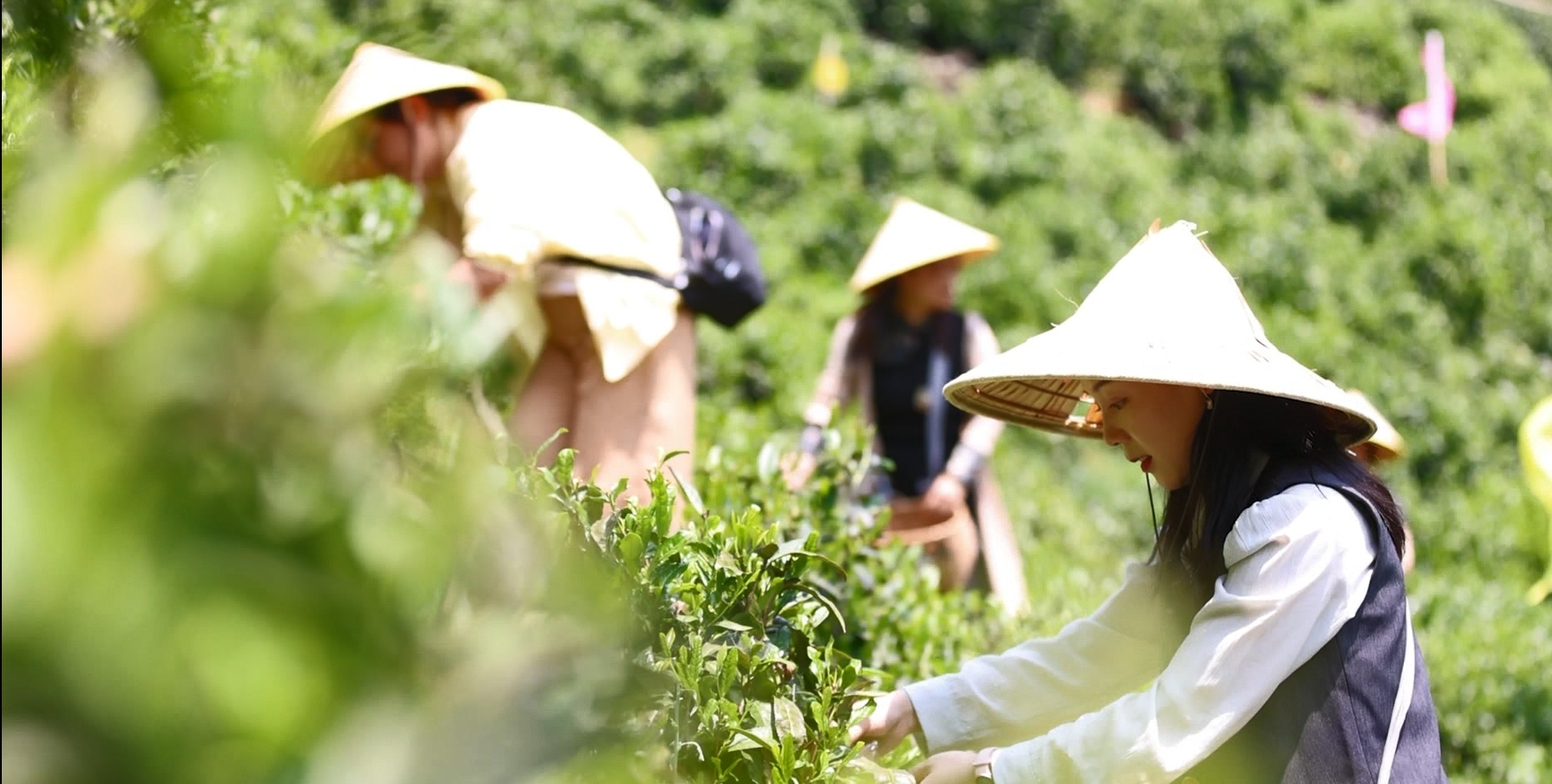 皖徽州區(qū)：樂享「綠色假期」 茶旅融合受青睞