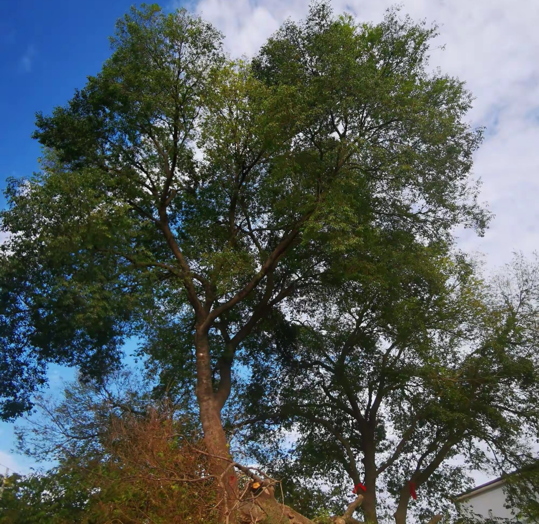 【長在隨筆】全世界就剩這一棵