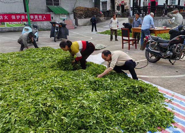 皖祁門祁紅鄉(xiāng)：深山野茶成增收「金葉子」