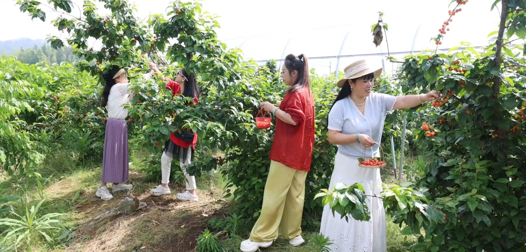 皖徽州區(qū)：「田園盛宴」持續(xù)升溫  「採摘經(jīng)濟(jì)」強(qiáng)村富民