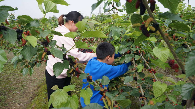 春採桑夏摘葡秋收藥  皖祁門縣四季產(chǎn)業(yè)鏈增色共富畫卷
