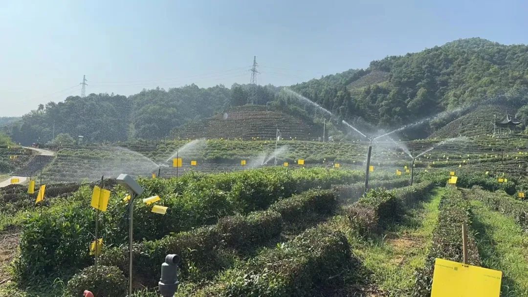 皖祁門縣：數(shù)字賦能茶產(chǎn)業(yè)升級(jí)增效