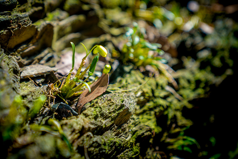 皖休寧溪口鎮(zhèn)：生態(tài)富民產(chǎn)業(yè)興
