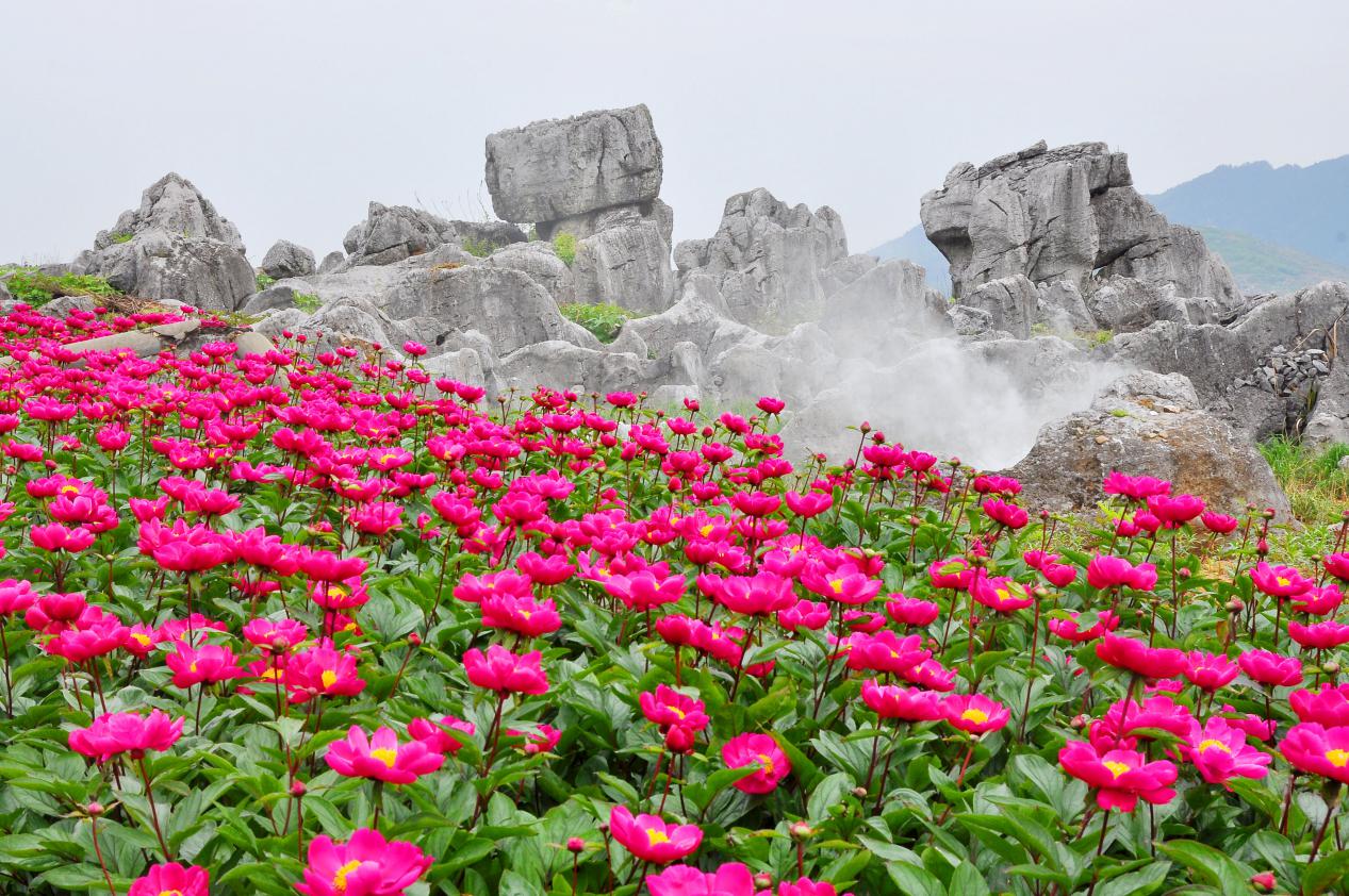 千年藥香淬鍊新動(dòng)能——解密邵陽中醫(yī)藥產(chǎn)業(yè)全鏈發(fā)展模式