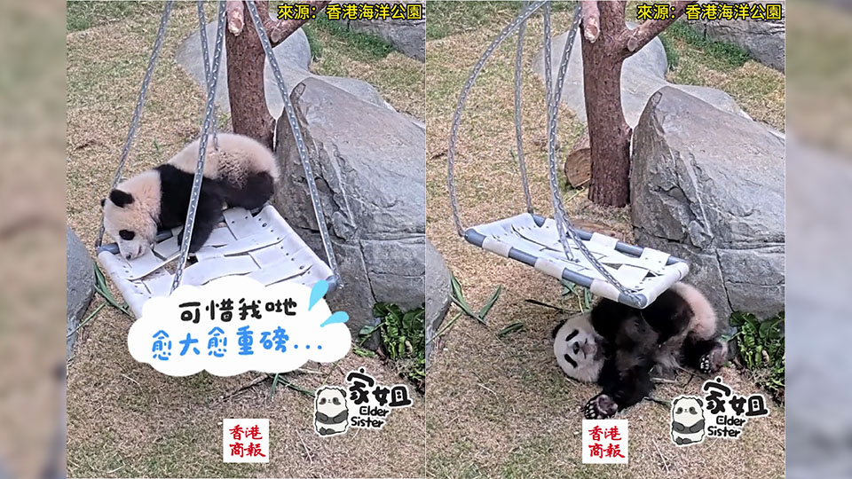 有片｜「千秋君」被壓壞下線 重溫「家姐」「細(xì)佬」玩鞦韆時(shí)光