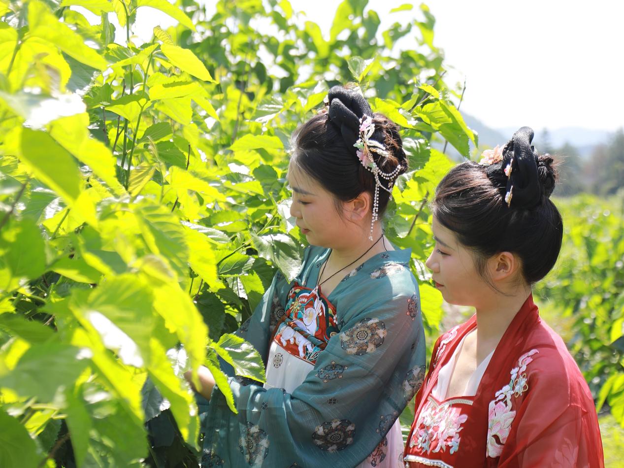 皖黃山區(qū)：葚果甜香滿桑園