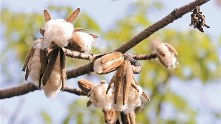 深圳木棉飛絮 專(zhuān)家建議過(guò)敏人士留意