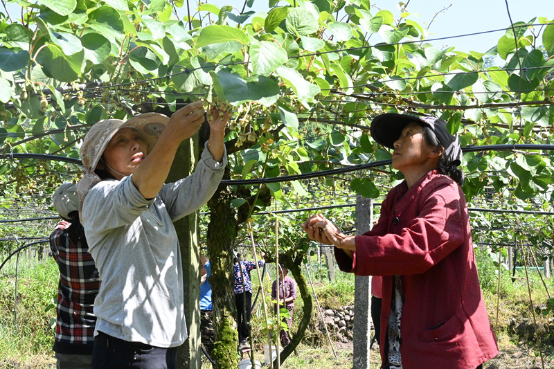 獼猴桃孕育「致富果」  皖休寧縣特色農(nóng)業(yè)「錢景」廣