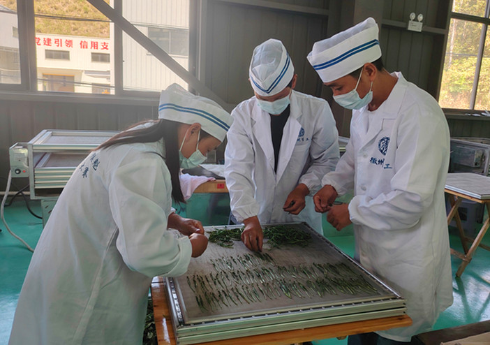 皖黃山區(qū)：高手同臺比拼 展現(xiàn)猴魁工匠風采