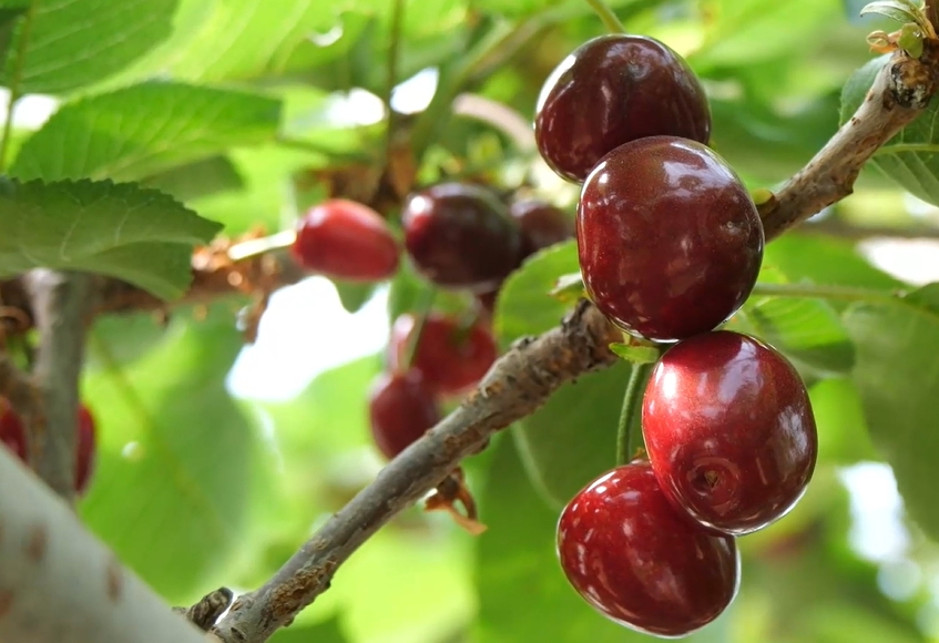 【視聽山東】櫻桃?guī)徉l(xiāng)村採摘游