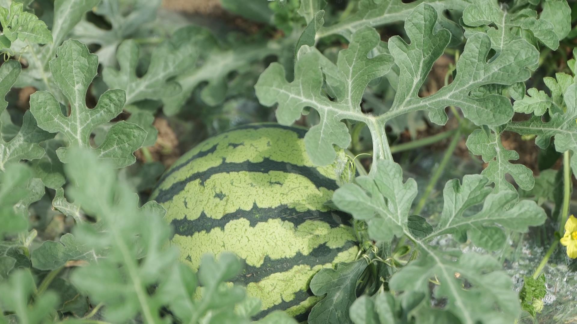 安徽懷遠(yuǎn)龍亢西瓜甜蜜上市 盛夏清甜搶「鮮」來