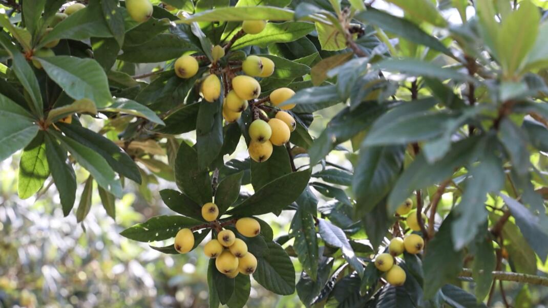 皖歙縣：向新而行  釋放產(chǎn)業(yè)發(fā)展「含金量」