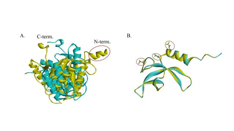 首次公布！中國空間站內(nèi)發(fā)現(xiàn)微生物新物種