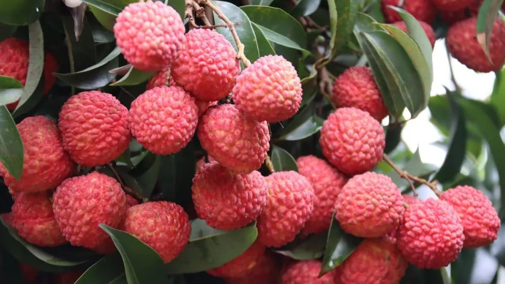 今年廣東荔枝產(chǎn)量預(yù)測(cè)增三成 相關(guān)部門(mén)廣拓渠道讓荔農(nóng)增產(chǎn)增收