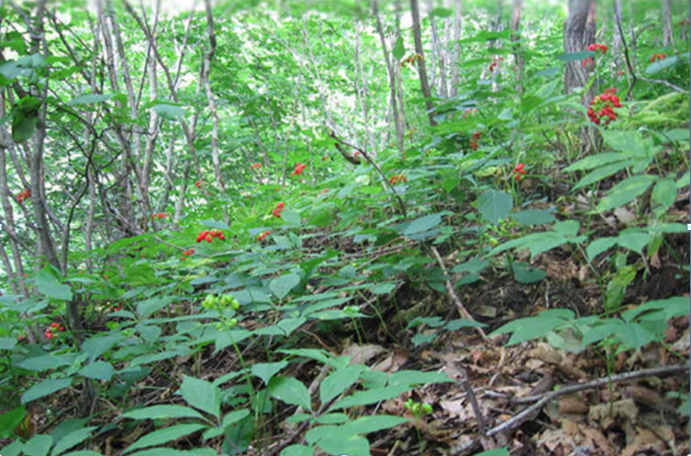 吉林人參系列報道之一：秘境「山珍」——林下參