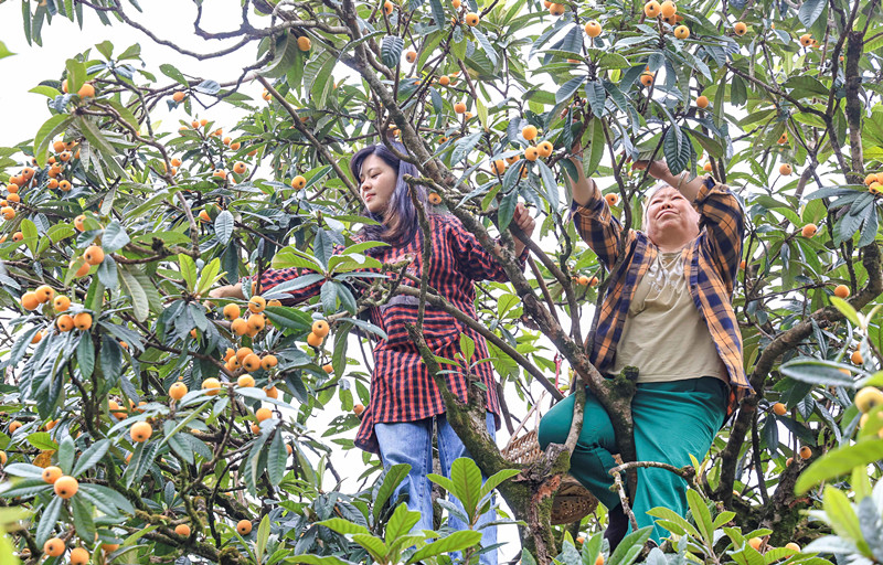 「甜」?jié)M整個(gè)夏天！  皖歙縣「三潭」枇杷季開啟