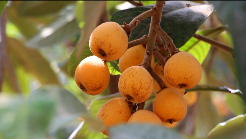 「特色資源」如何成為 「優(yōu)勢(shì)產(chǎn)業(yè)」？皖歙縣謀劃產(chǎn)業(yè)破局 「一盤棋」