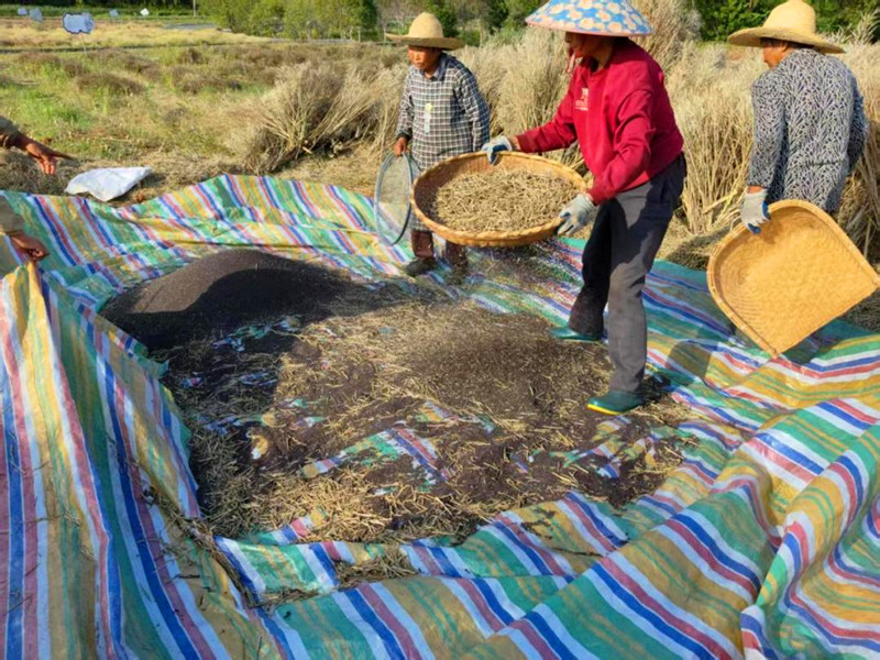 皖徽州區(qū)：奏響鄉(xiāng)村振興「金色樂(lè)章」