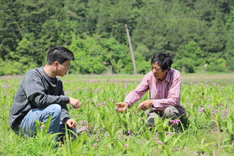從須「守綠」到「藥」生金  皖休寧林下經(jīng)濟(jì)向綠圖強(qiáng)