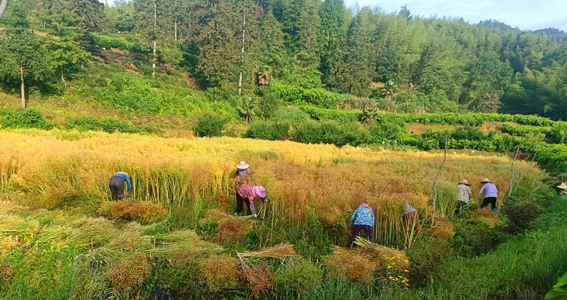 全力落實(shí)撂荒地整治 皖黟縣西遞鎮(zhèn)讓「良田」回歸「糧田」