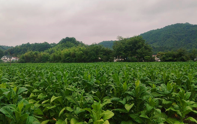 皖祁門安凌鎮(zhèn)：「黃金葉」成「致富葉」