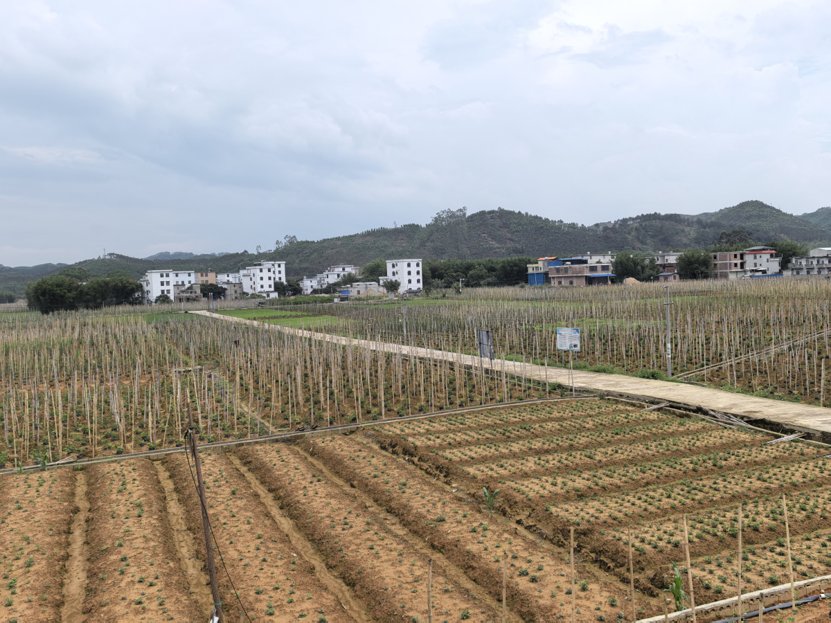 聚力「桂字號(hào)」 藤縣粉葛「鏈」起產(chǎn)業(yè)新圖景