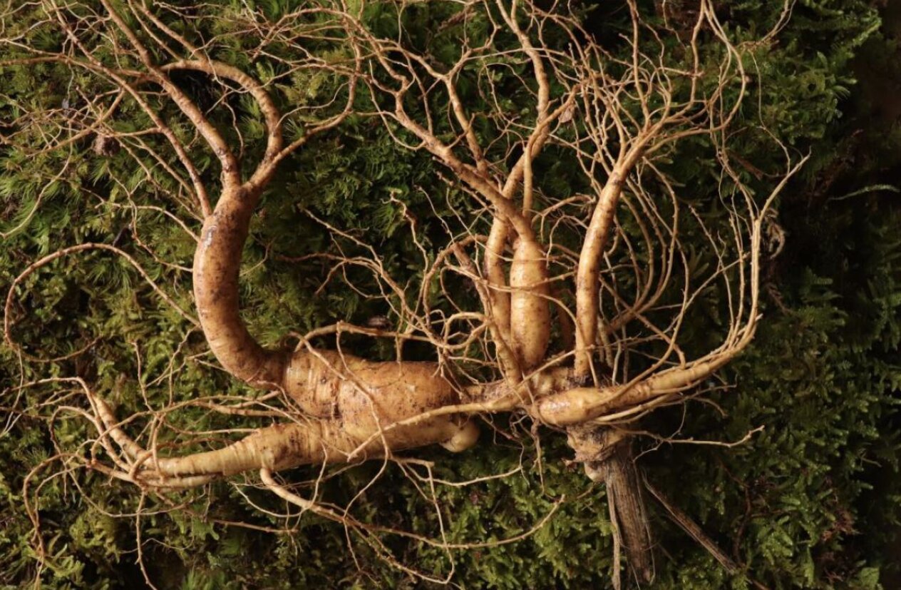 《只緣「參」在此山中》連續(xù)報道丨通化：野山參故鄉(xiāng)的「參」業(yè)新路——香港商報記者「尋參之旅」紀行（一）