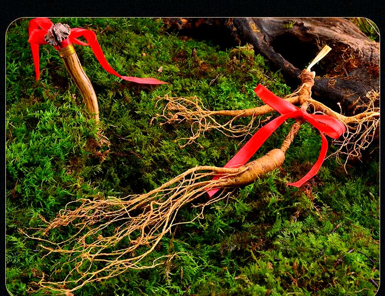 關(guān)於吉林省人參產(chǎn)業(yè)高質(zhì)量發(fā)展的路徑與解析（二）「參」藏密碼——藥研雙輝