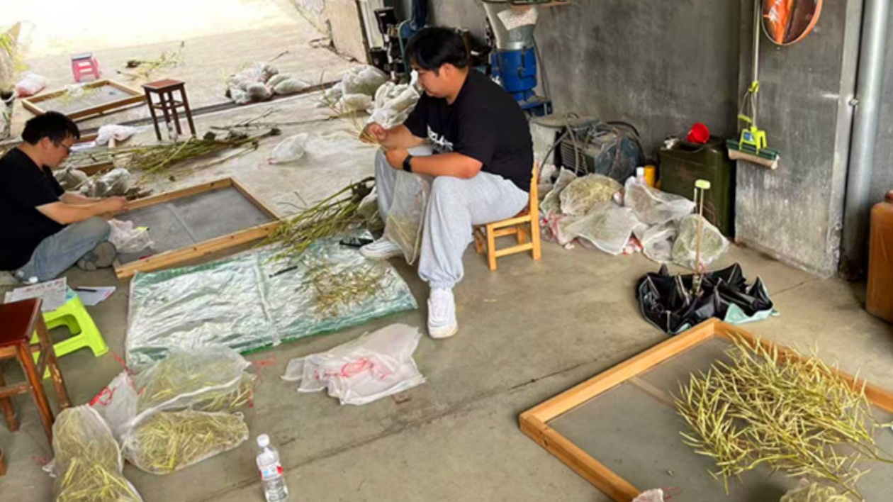 皖黟縣：農(nóng)業(yè)提質(zhì)增效  柯村「油」力量