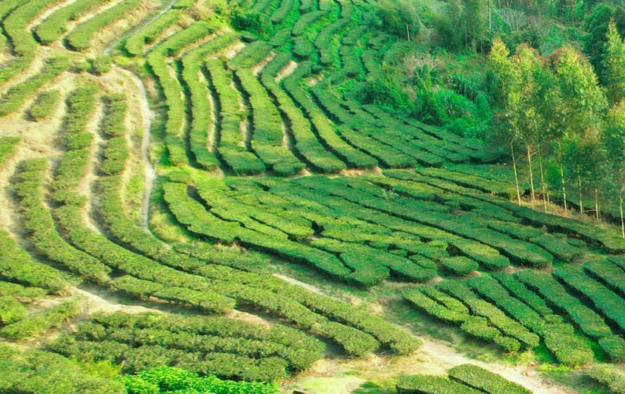 中國華夏文化遺產(chǎn)基金會啟動青年領(lǐng)航茶人傳承計劃