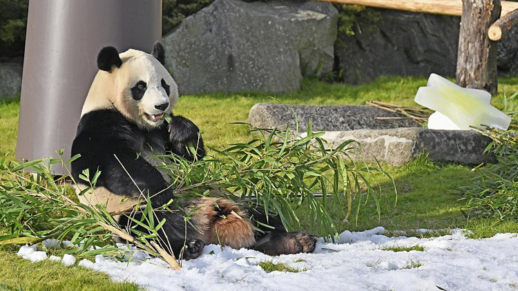 日本和歌山縣4隻大熊貓將於6月28日送返中國(guó)