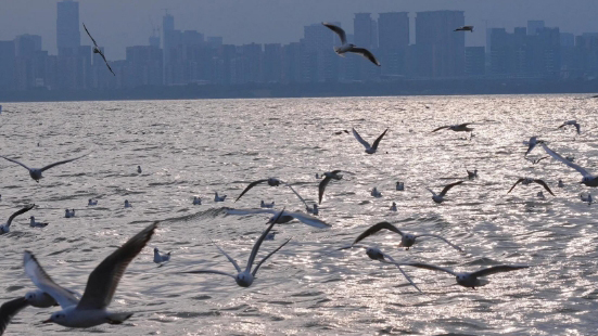 深圳生態(tài)「朋友圈」持續(xù)擴(kuò)容 記錄國(guó)家重點(diǎn)保護(hù)物種140種
