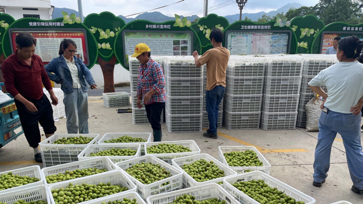 從「酸果子」到「甜產(chǎn)業(yè)」  皖黟縣西遞鎮(zhèn)青梅變「金果」