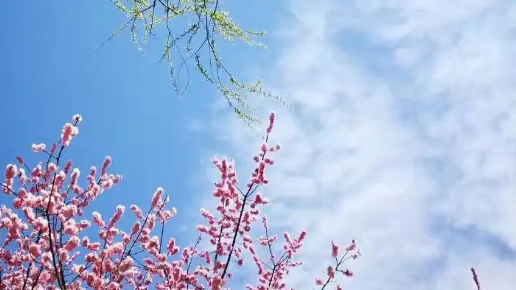 美的復(fù)調(diào)——論朱積《最美的》詩中的生態(tài)詩學(xué)與勞動美學(xué)